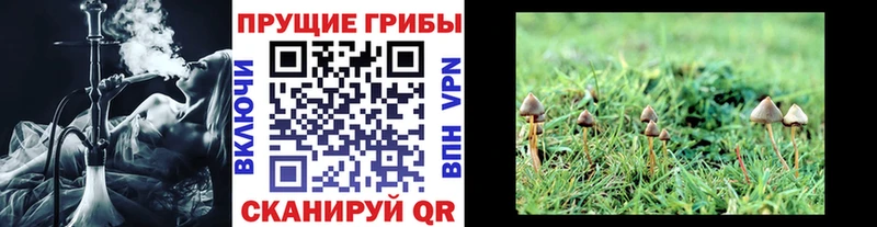 Псилоцибиновые грибы MAGIC MUSHROOMS  Сураж 